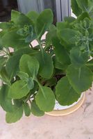 Pianta verde sedum per esterno o interno