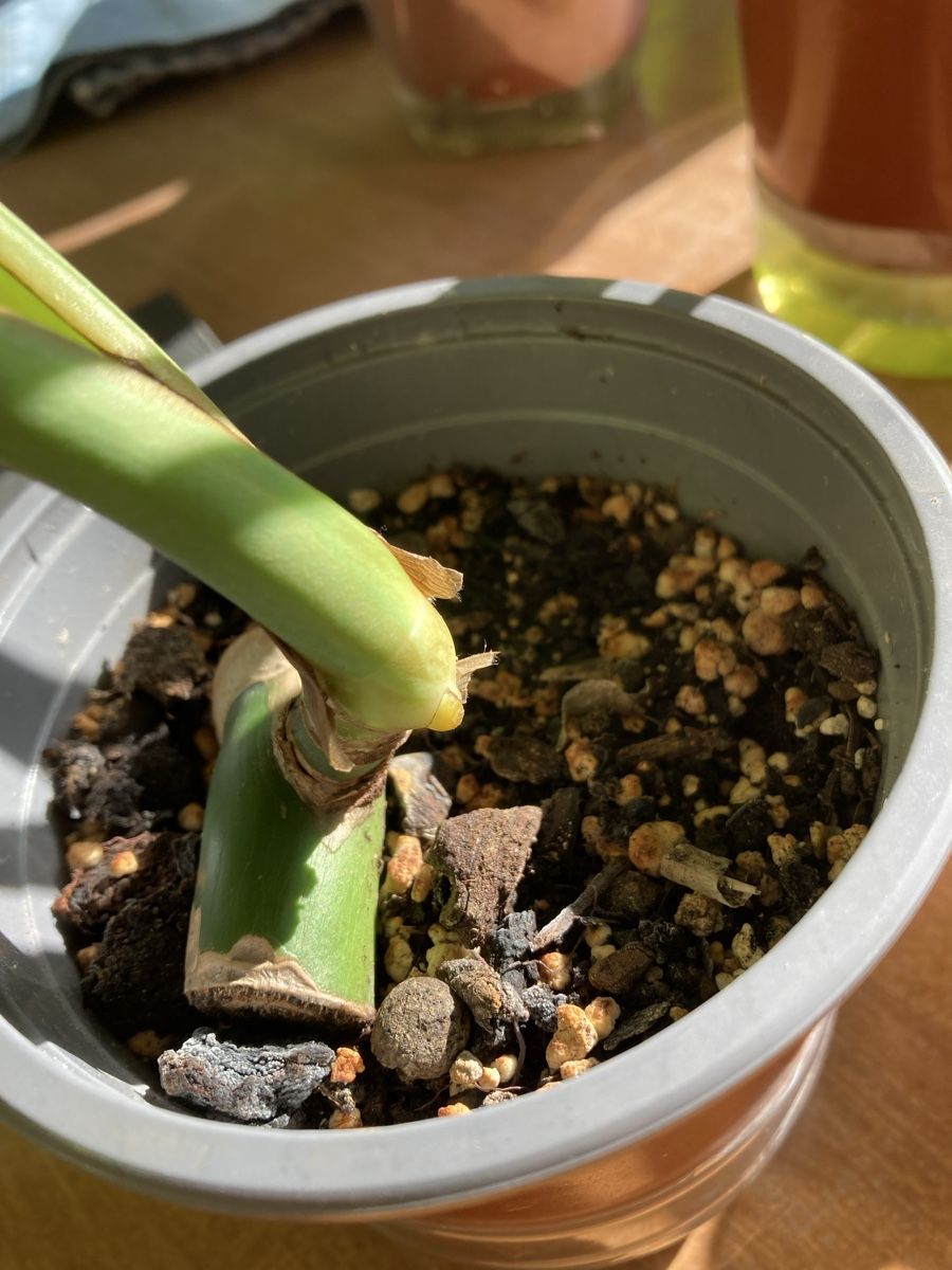 Pflanzen & Samen: Monstera Deliciosa – Gebraucht aus Zürich von val_7jy7 2