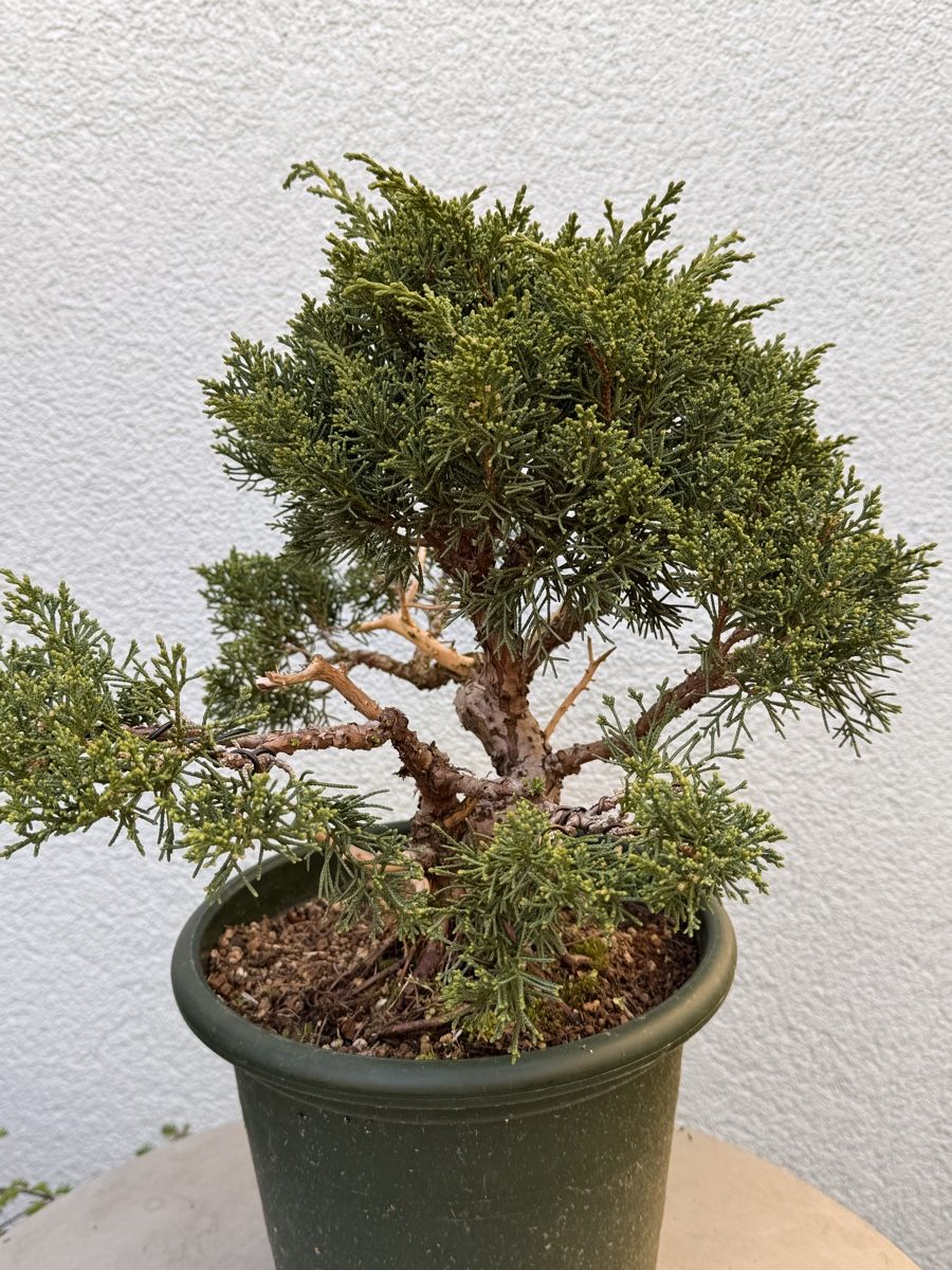 Piante & sementi: Bonsai/Juniperus – Usato da Münchwilen TG venduto da baluzi3 4