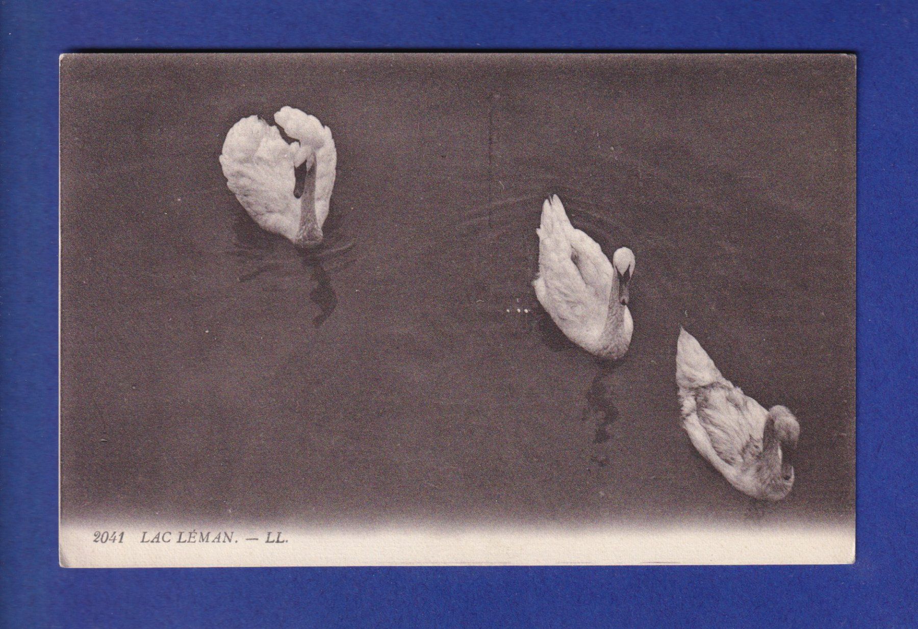 Cartoline postali: OISEAU - Cygnes – Usato da Pully venduto da nicecards-shop