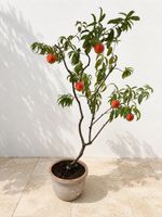 1.90m Grosser Pfirsich Baum im Terracotta Topf