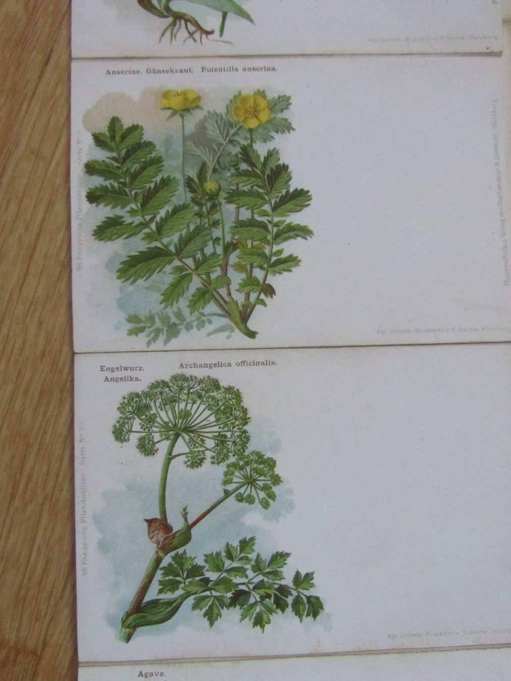 Libri: Kneipp sche Pflanzenbilder – Usato da Seengen venduto da mikelele 4