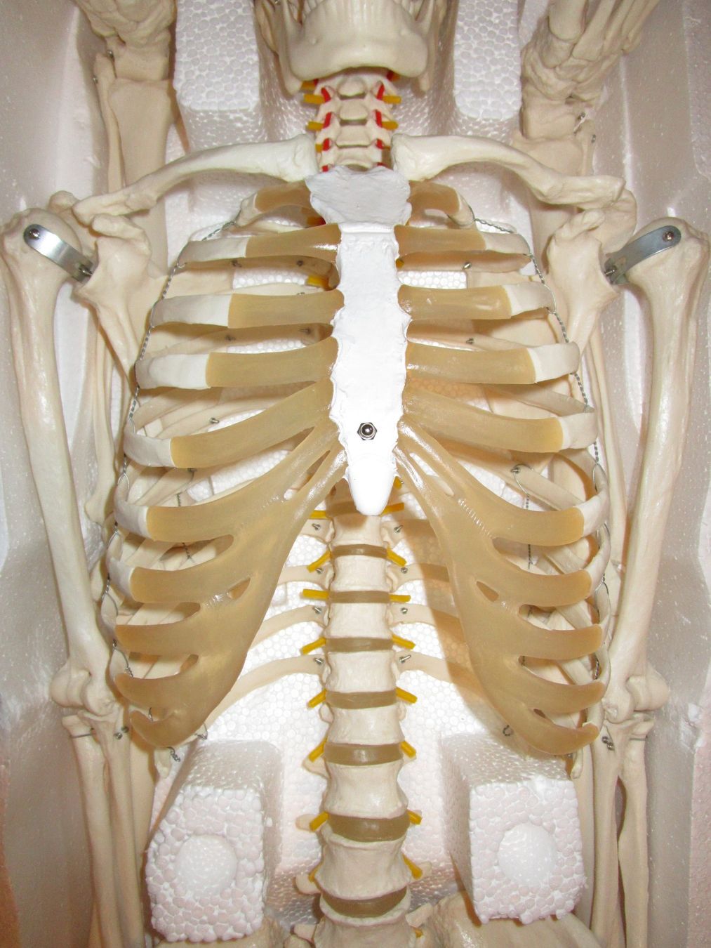 Kit di modellismo & Modellini statici: Skelett  Anatomiemodell  Physio, Deko  NEU – Nuovo e nell'imballaggio originale da Ermatingen venduto da Kobold007 3