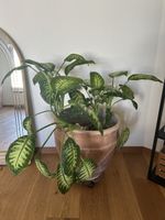 Dieffenbachia Zimmerpflanze in grossem Tontopf