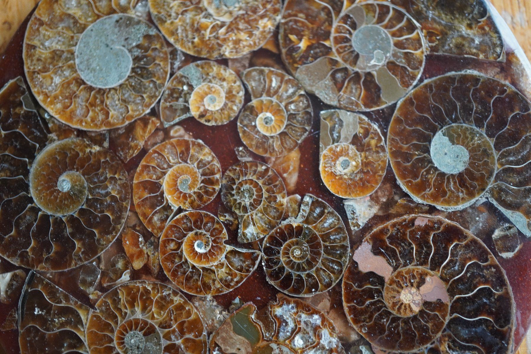 Fossili: Ammonit  Platte      Sammlerstück  ca 11cm  Diverse – Nuovo e nell'imballaggio originale da Eschenbach SG venduto da craniums 6