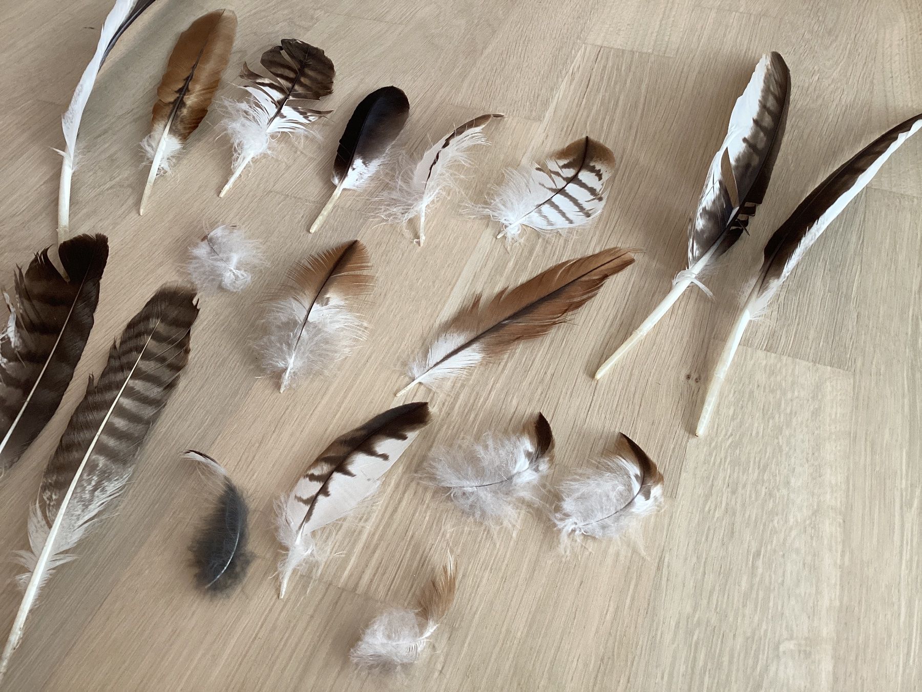 Welt der Tiere: Rotmilan und Mäusebussardfedern – Gebraucht aus Flawil von Barschfreak 2