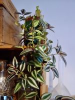 Dreimasterblume Tradescantia Zebrina