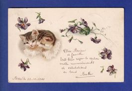 CHAT - Chaton et fleurs