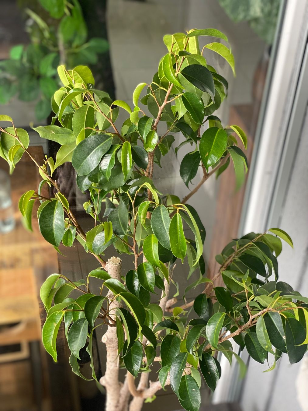 Piante & sementi: Ficus – Usato da Aarau Rohr venduto da Sergiomendez 2