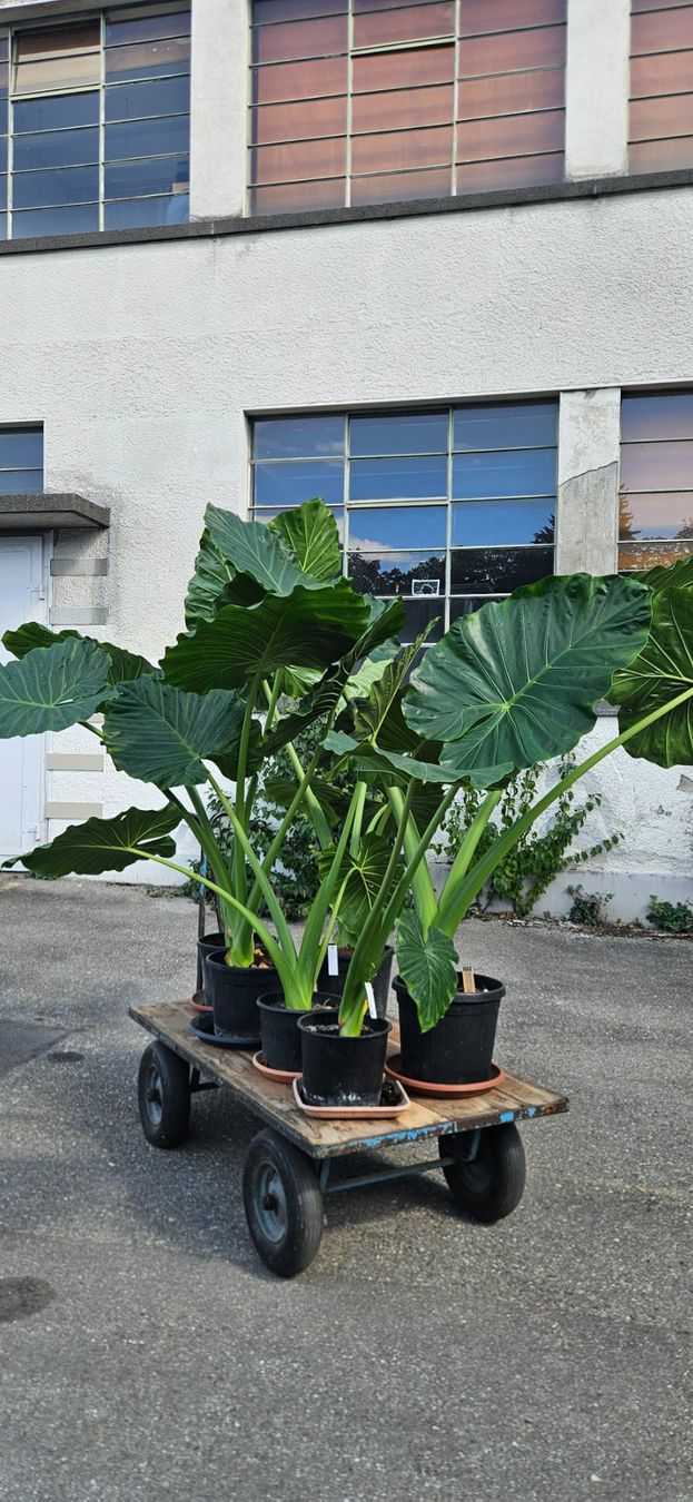 Plantes & graines: Alocasia macrorrhiza (Elefantenohr, Riesentaro, Alokasie) – D'occasion à Wabern par VOLVGNG73 3