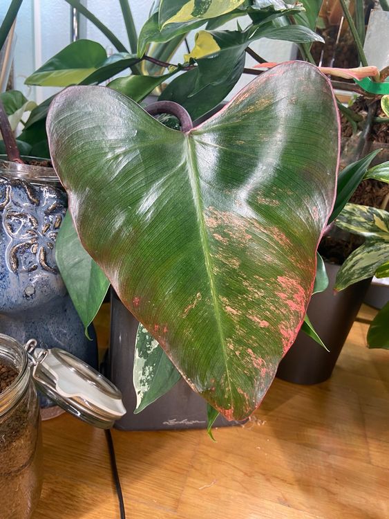 Philodendron Strawberry Shake Ableger mit Neuaustrieb Kaufen auf Ricardo