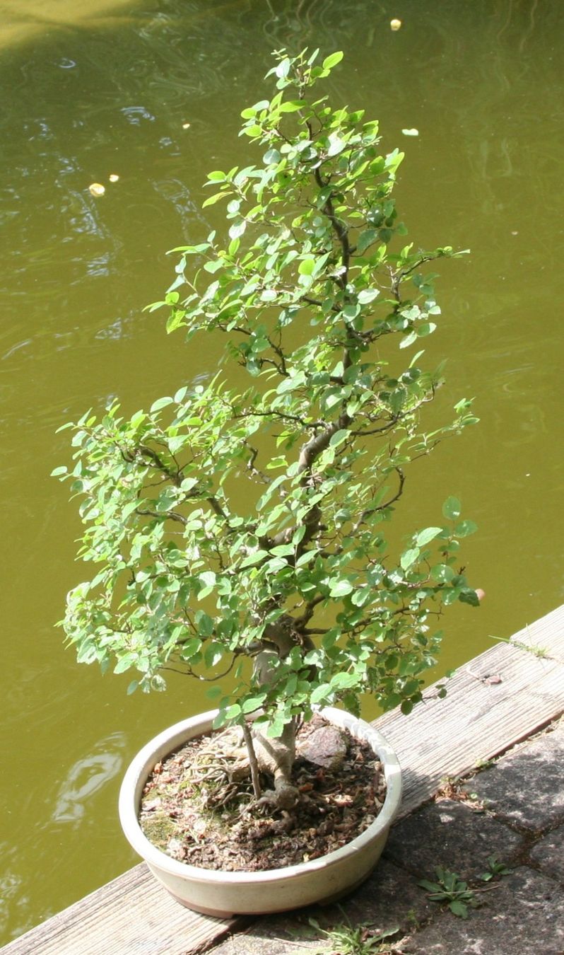 Piante & sementi: BONSAI  -  Chinesische Ulme – Usato da Gretzenbach venduto da Sikim 3