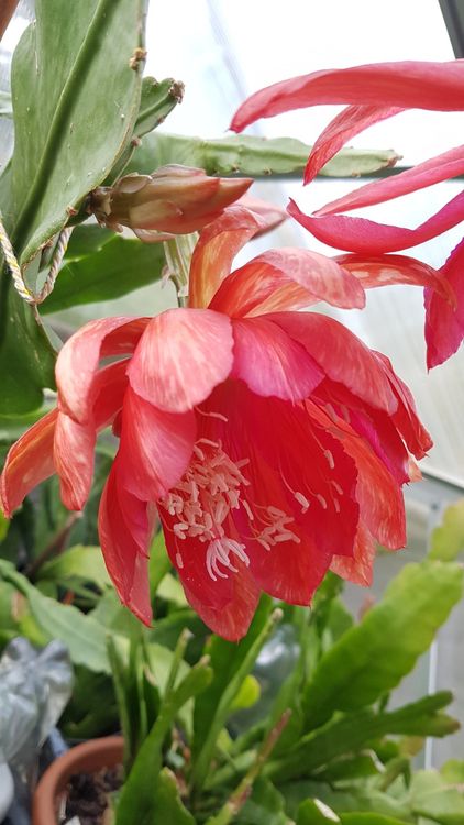 Epiphyllum Gloriosum Blattkaktus Orchideenkaktus Ableger (Gebraucht) in  Horw fr CHF 5  nur Abholung auf Ricardo kaufen