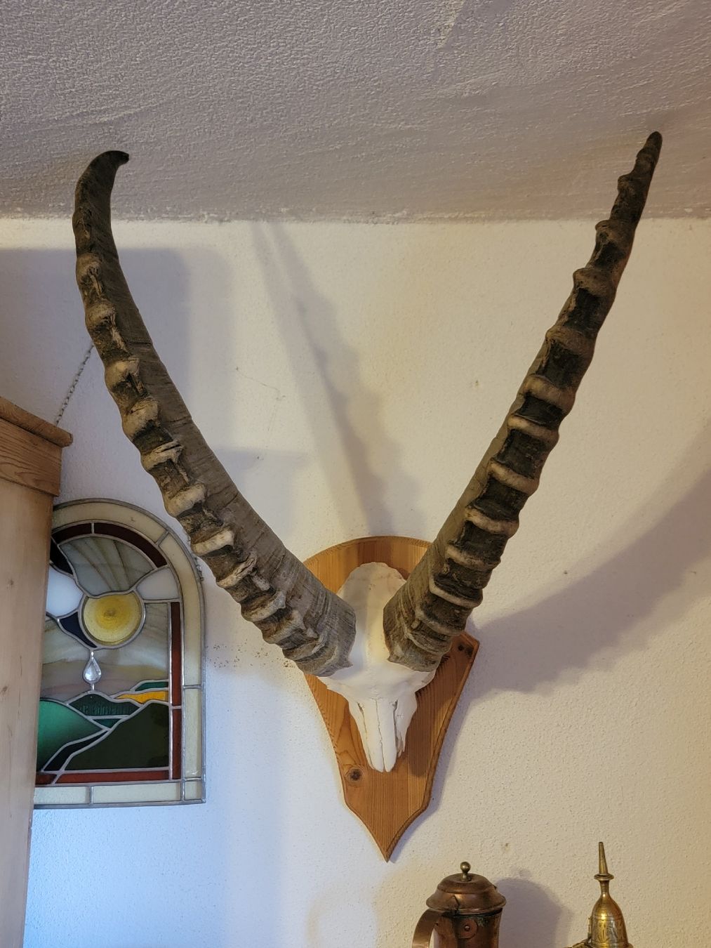 Altre raccolte & rarità: Steinbock 7 1/2 jährig – Usato da Sils im Domleschg venduto da platin01 1
