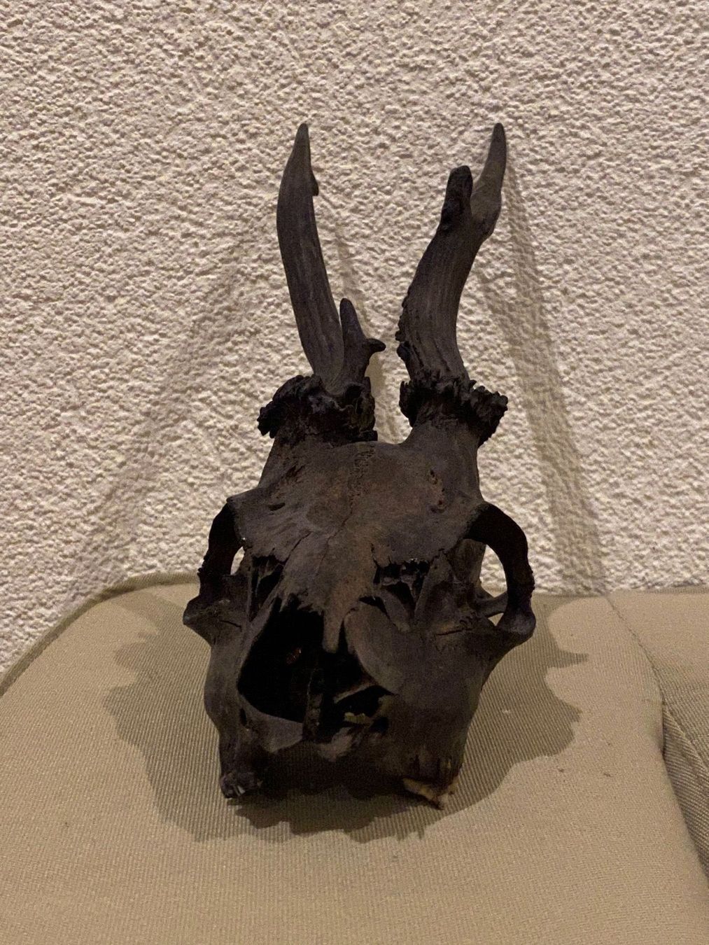 Statuette: Rehbock-Schädel – Usato da Bäretswil venduto da clothes-freak 1