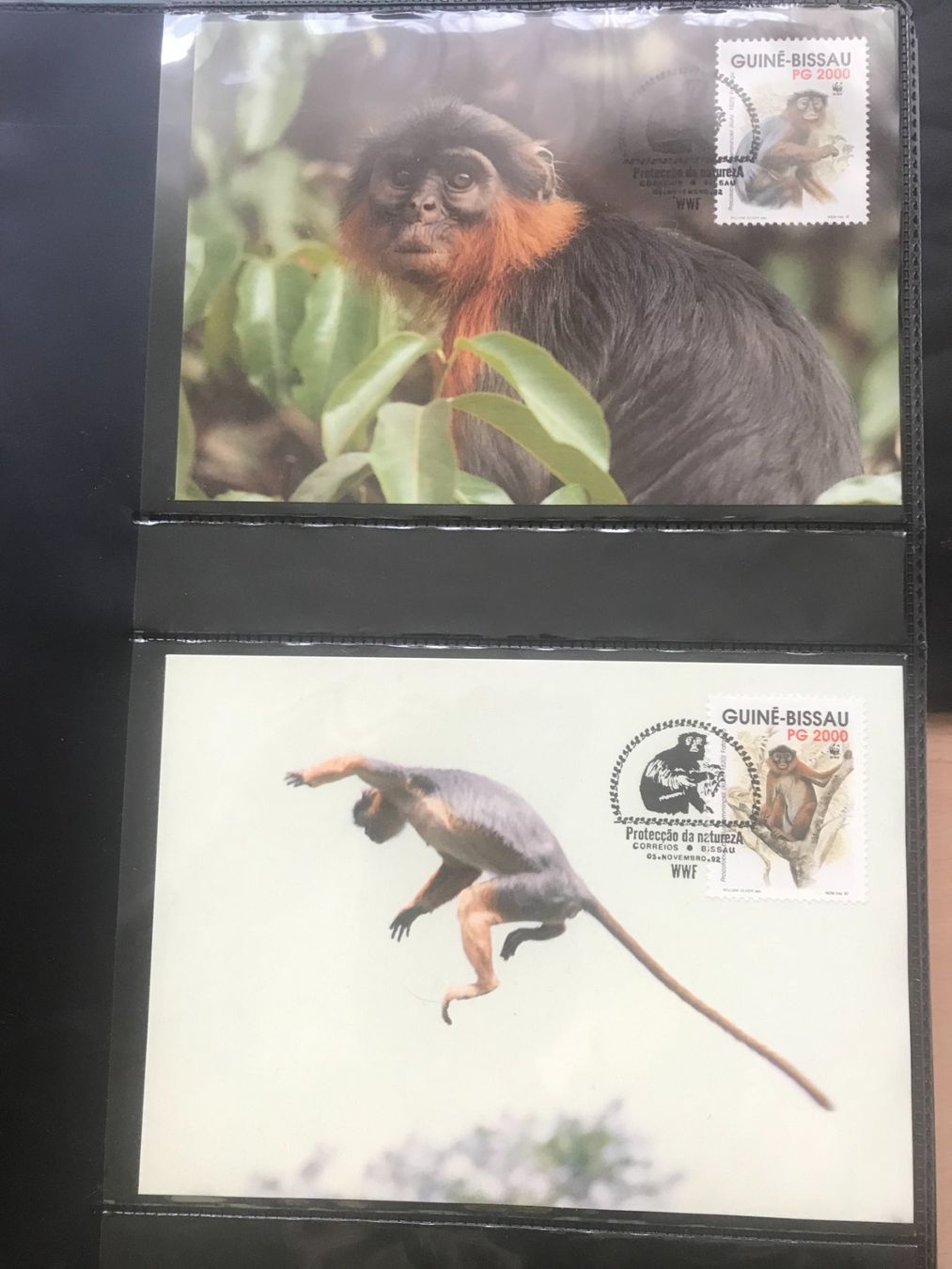 Tutti i francobolli: WWF Guinea-Bissau 1992 Satz Roter Stummelaffe Maximumkarten – Nuovo (secondo la descrizione) da Winterthur venduto da schnueps
