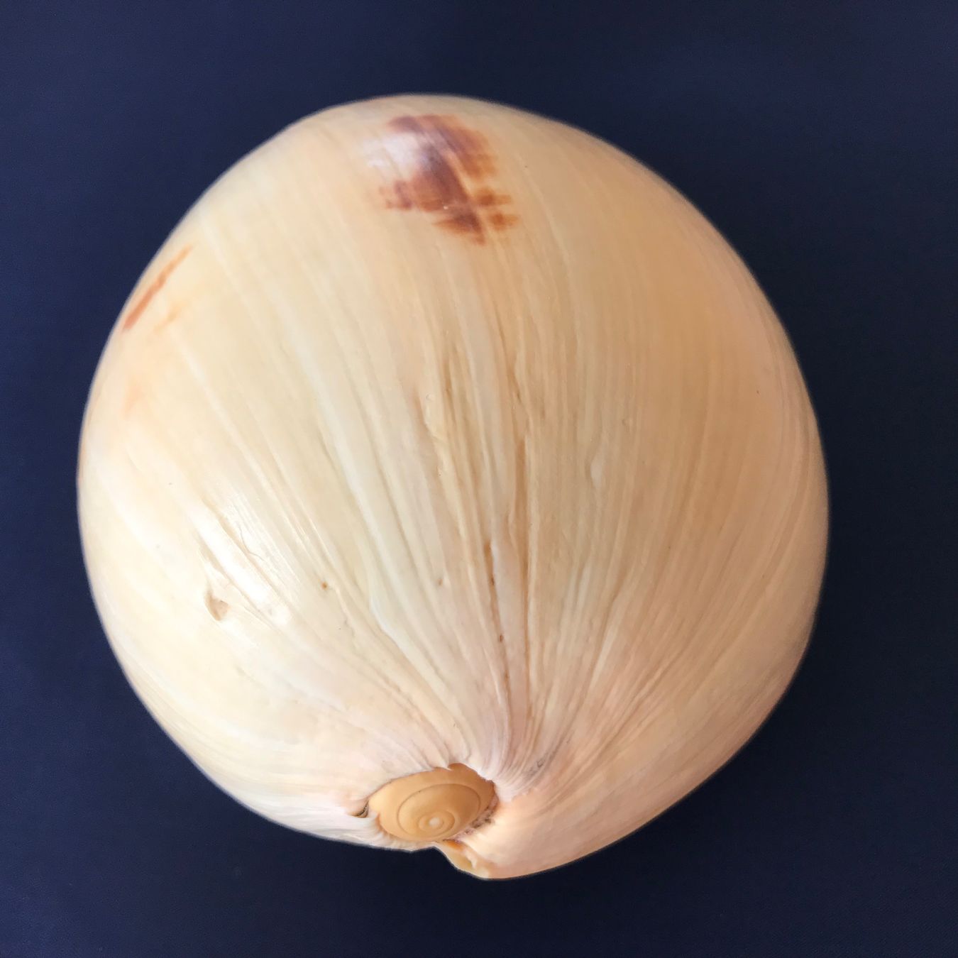 Fossili: Grosse Muschel – Usato da Hauptwil venduto da EfairB 7