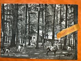 Alte Ansichtskarte Tierpark Dählhöltzli Bern, guter Zustand