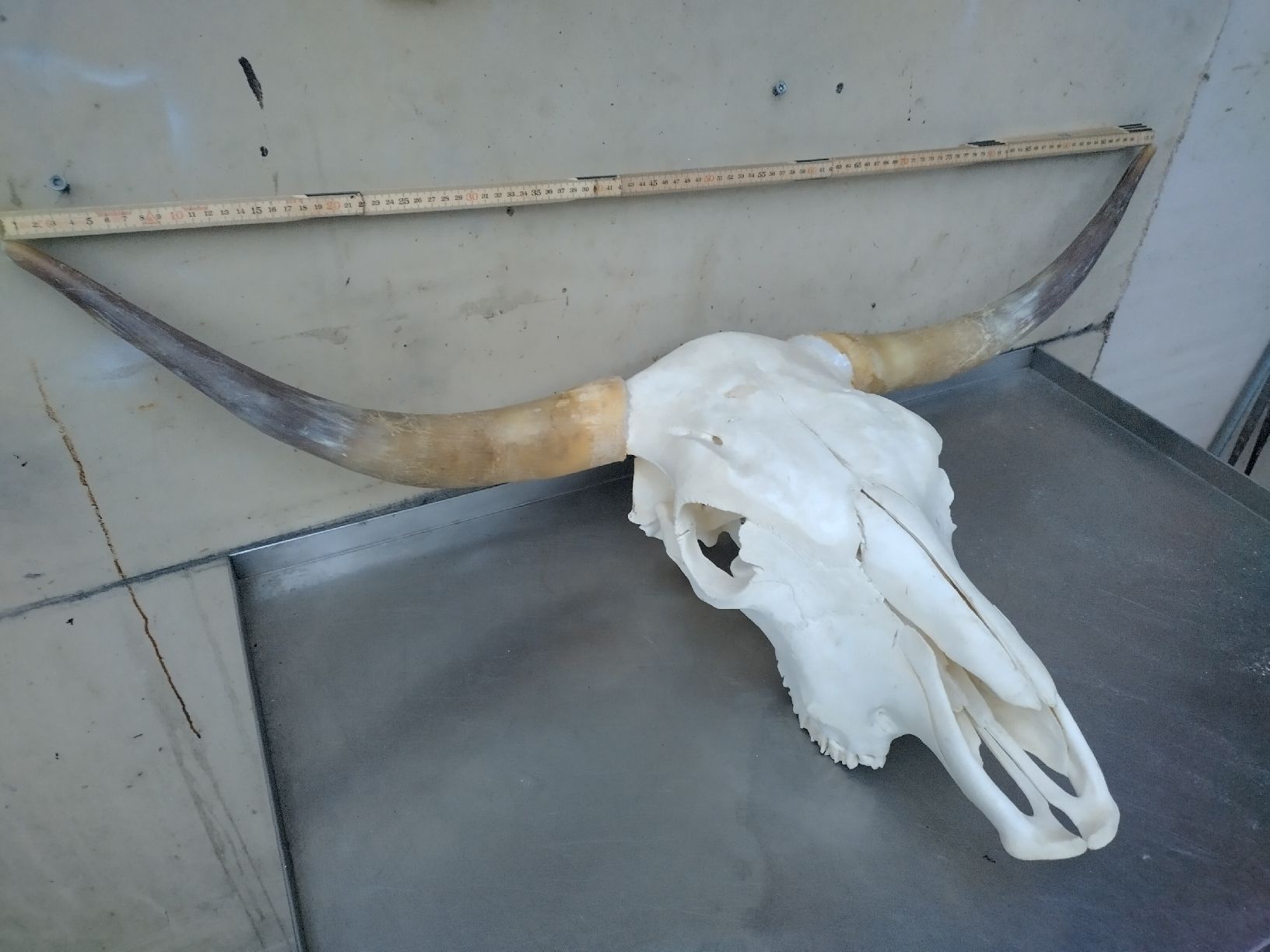 Il mondo degli animali: Grosser echter Kuh Schädel / imposant 103cm breit – Usato da Wettingen venduto da Bwalti 2