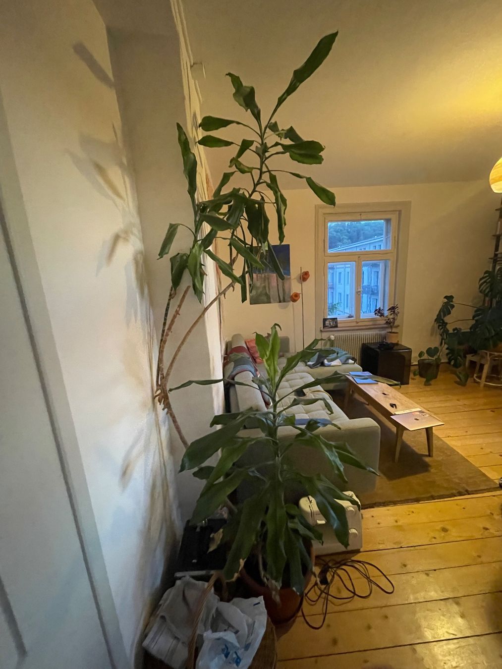 Piante & sementi: Drachenbaum (Dracaena fragrans) – Usato da Winterthur venduto da Brockenhaus03 1