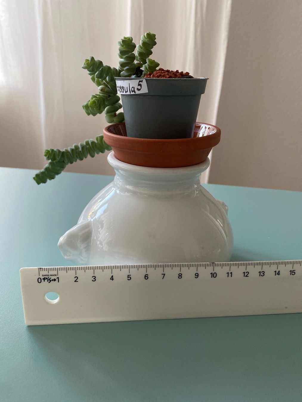 Plantes & graines: Felsendickblatt Sukulente ' Crassula' 5 – Neuf (Voir description) à Zürich par echt01 2