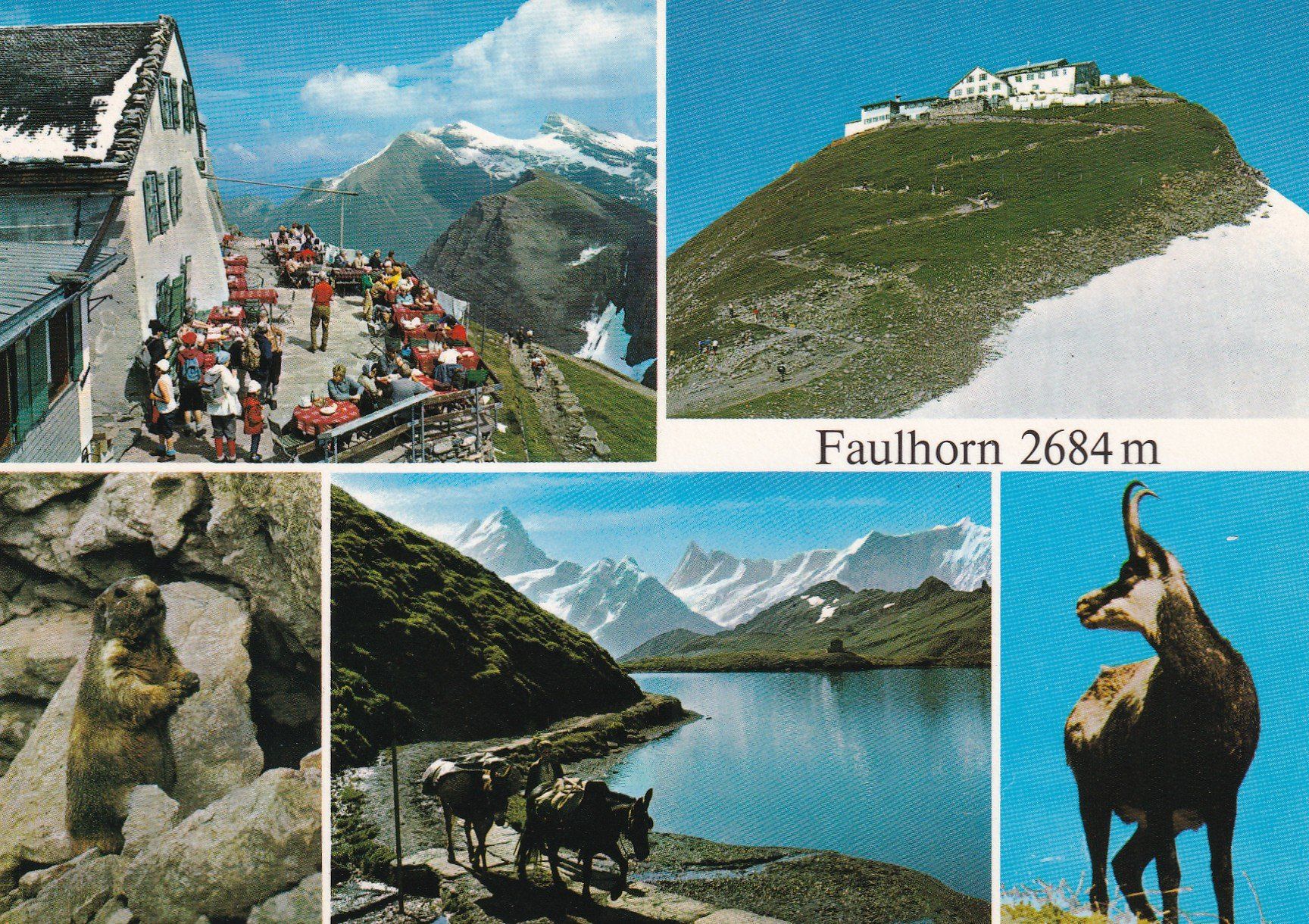 Cartes postales: Faulhorn Berghotel  Multivues – D'occasion à Cormoret par Pascalll2001