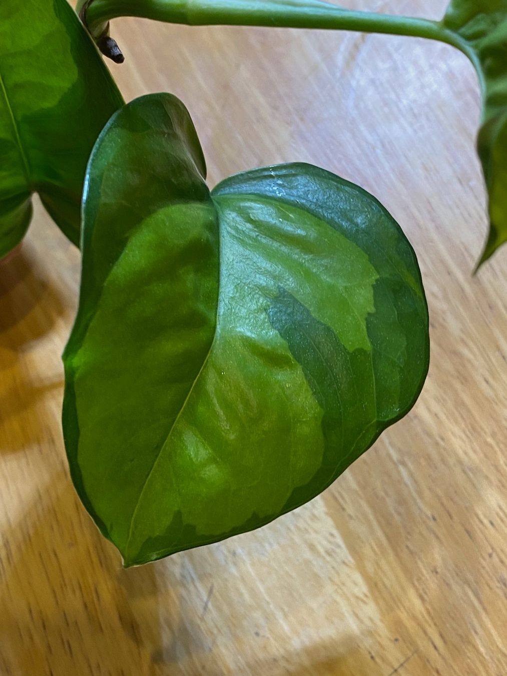 Pflanzen & Samen: Epipremnum global green, bewurzelter Steckling – Neu (gemäss Beschreibung) aus Winterthur von Aniger 4