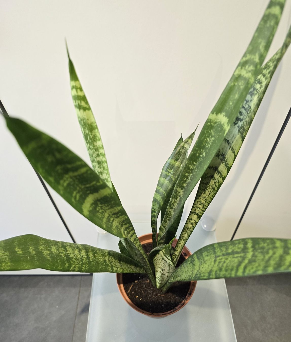 Piante & sementi: Pflanze Sansevieria / Bogenhanf 68 cm – Usato da Oetwil an der Limmat venduto da dhantal 8