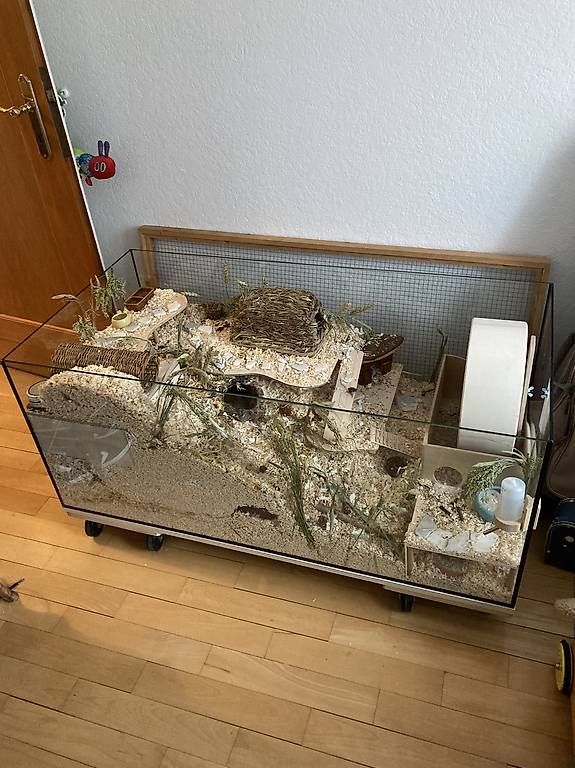 Gabbie, trasporto & Sicurezza: Hamsterkäfig mit div. Zubehör – Usato da Niederscherli venduto da Marom88