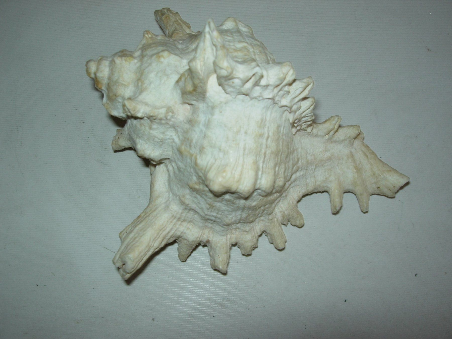 Tutte le decorazioni: Meeresschnecke – Usato da Hagneck venduto da Simu696