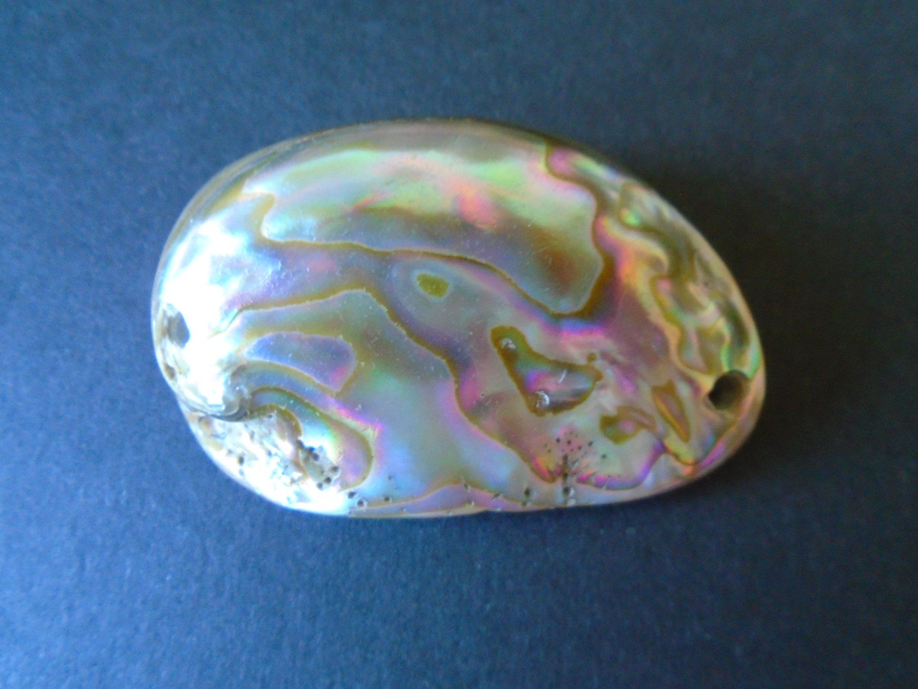 Fossili: 3 Perlmuttmuscheln, 1 Stück möglich – Usato da Kaufdorf venduto da EdelmannPaPrintGmbH 3