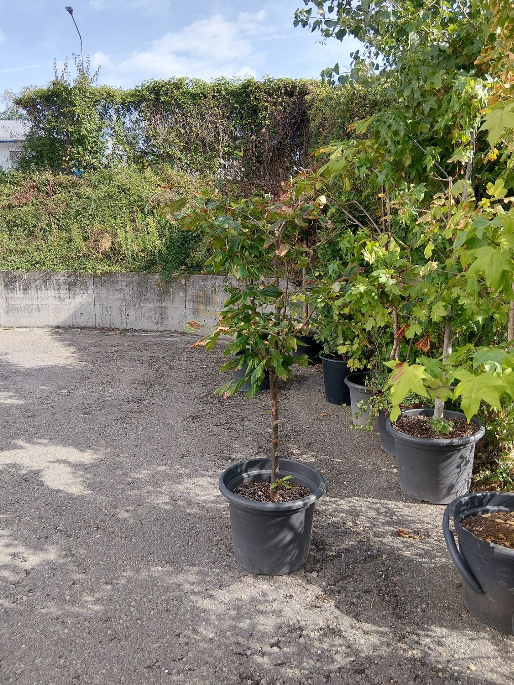 Plantes & graines: 3 Fagus zuverkaufen – D'occasion à Buchs ZH par Fabian8107 1