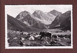 Sommer im SERTIGTAL - Kühe - 1943