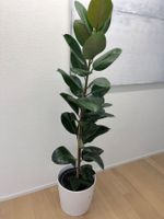 FICUS ELASTICA ROBUSTA Pflanze, Gummibaum 174 cm