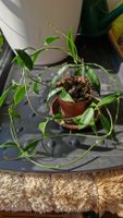 Hoya filiformis (aka Hoya chlorantha var. tutuilensis)