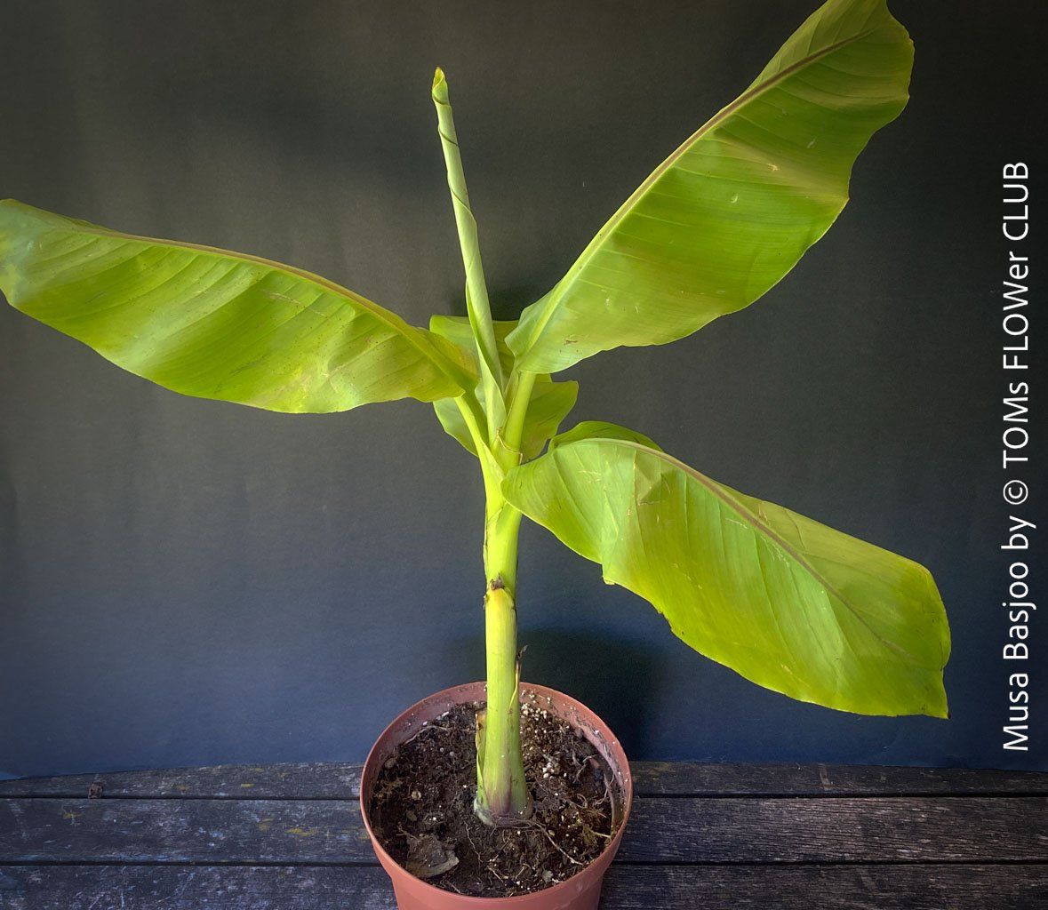 Piante & sementi: Winterharte Gartenbanane 140cm - Musa Basjoo - Top robust – Nuovo e nell'imballaggio originale da Adliswil venduto da astom369 6