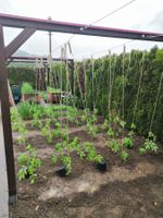 Tomatenhaken/Rankhilfe JUTE ca. 5 METER (50 Stück)