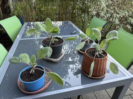 Salbei (Sage) 20-40 cm Pflanze