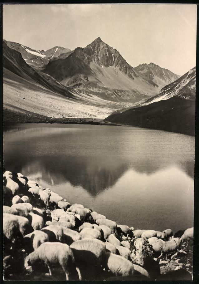 Photos & affiches: Fotografie Ansicht Arosa, Schafherde am  – D'occasion à Berlin par bartko-reher