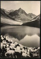 Fotografie Ansicht Arosa, Schafherde am 