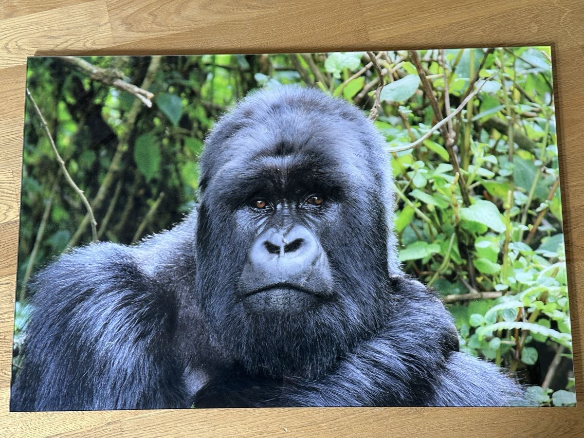 Posters & Illustrations: Bild (im Glasrahmen) Gorilla Natur gross 90x60cm – D'occasion à Flumserberg Tboden par Marielef3