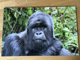 Bild Gorilla Natur gross 90x60cm