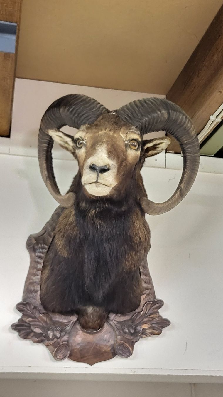 Autres collections & raretés: Trophäe Widder Kopf mit Geweih Hirschgeweih Jagddeko – D'occasion à Andwil par cwi_b9s6