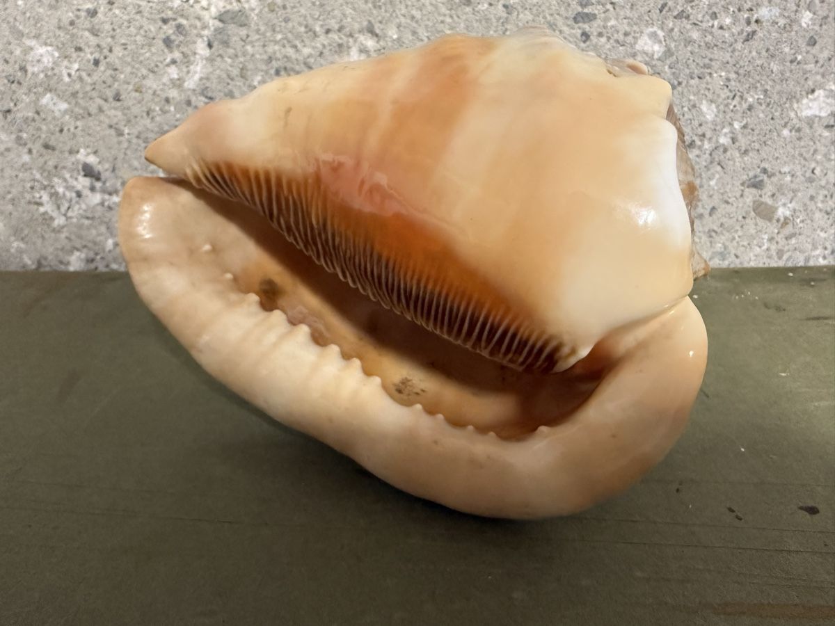 Fossili: Gehäuse einer roten Helmschnecke – Usato da Birmenstorf AG venduto da Pat_roll. 4