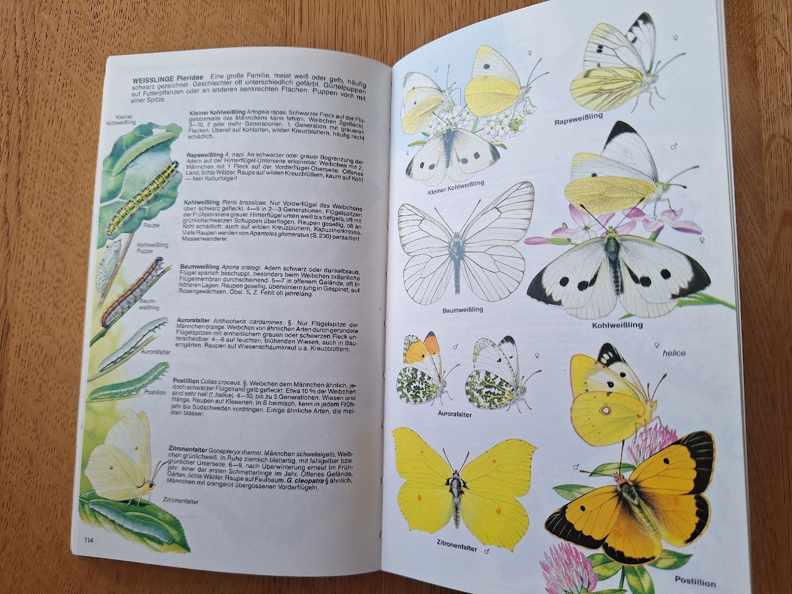 Libri: Pareys Buch der Insekten Michael Chinery  – Usato da Sempach Station venduto da Feuersalamander69 4