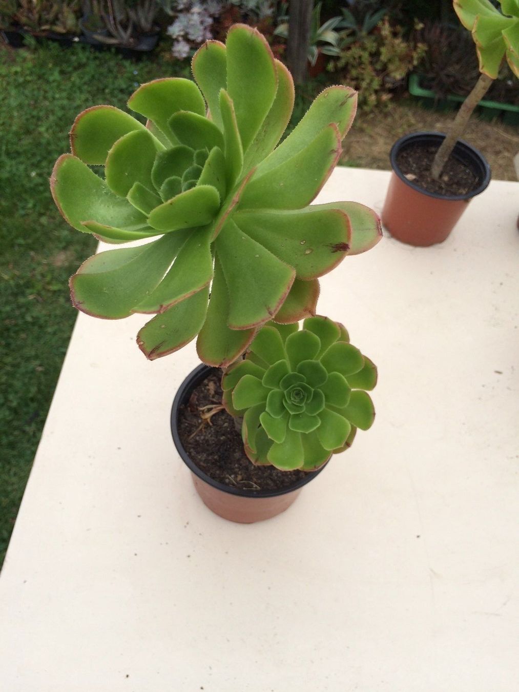 Pflanzen & Samen: Aeonium arboreum – Neu (gemäss Beschreibung) aus Vinelz von Wellensittich55 1
