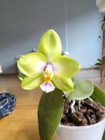 Phalaenopsis KS Viogold Green