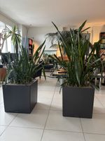 2x XXL Bogenhanf / Sansevieria inkl. LECHUZA 50x50 cm