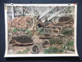 Vintage Schulwandbild, IGEL FAMILIE, Robert Hainard #C2 LxB