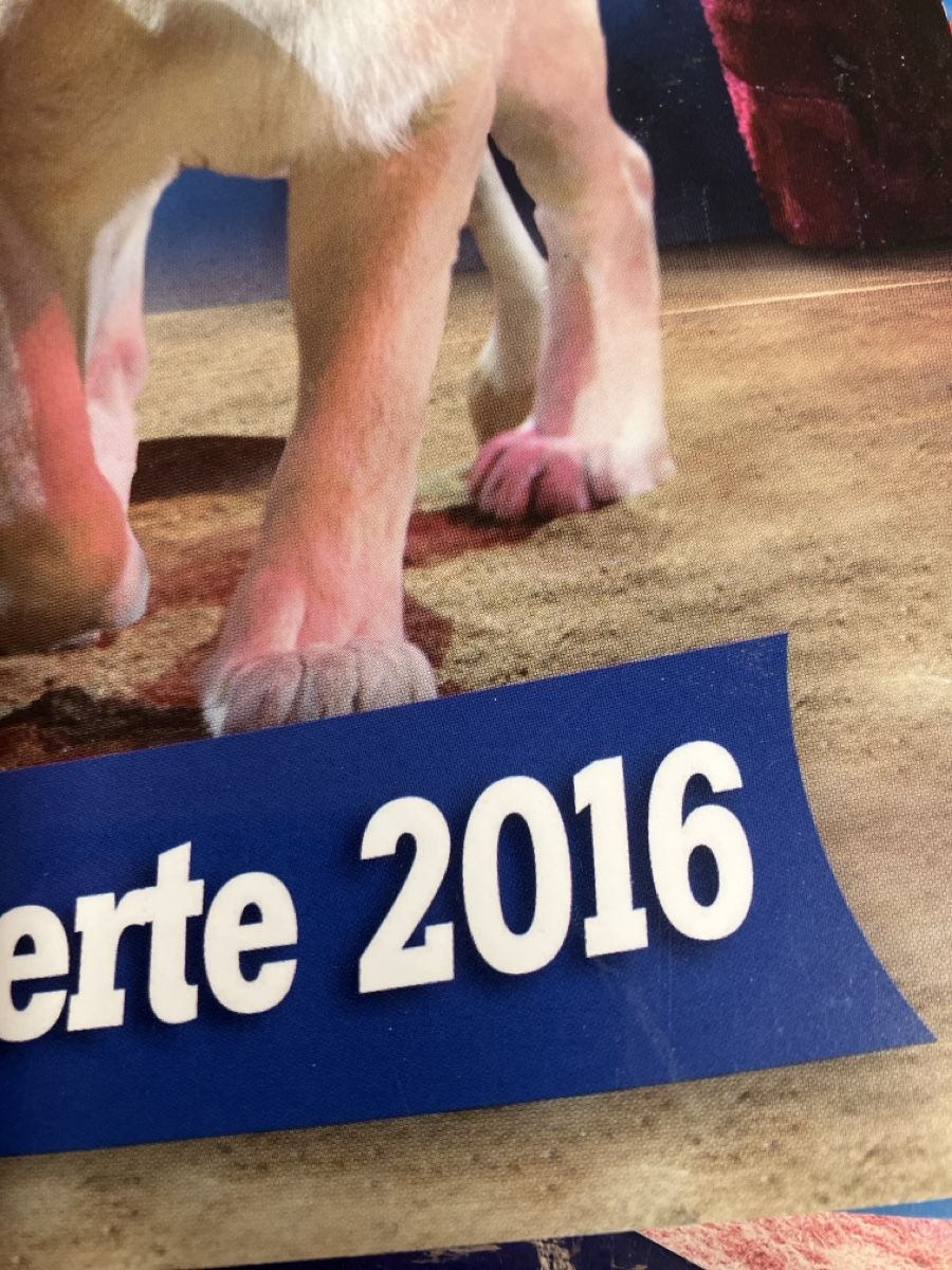 Riviste & Magazine: 4er Set in Zirkuszeitung Royal  – Usato da Erlenbach im Simmental! venduto da Simmentaler-Perlen 2